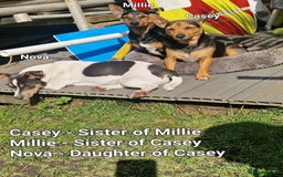 Jack Russell dogs for sale: Pure Jack russell puppies. Ultra-Rare colored.  - Advert 29