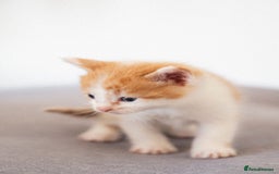 Mixed Breed cats for sale: 4 LOVEY CATS in ESSEX - 2 MALE & 2 FEMALE  - Image 2