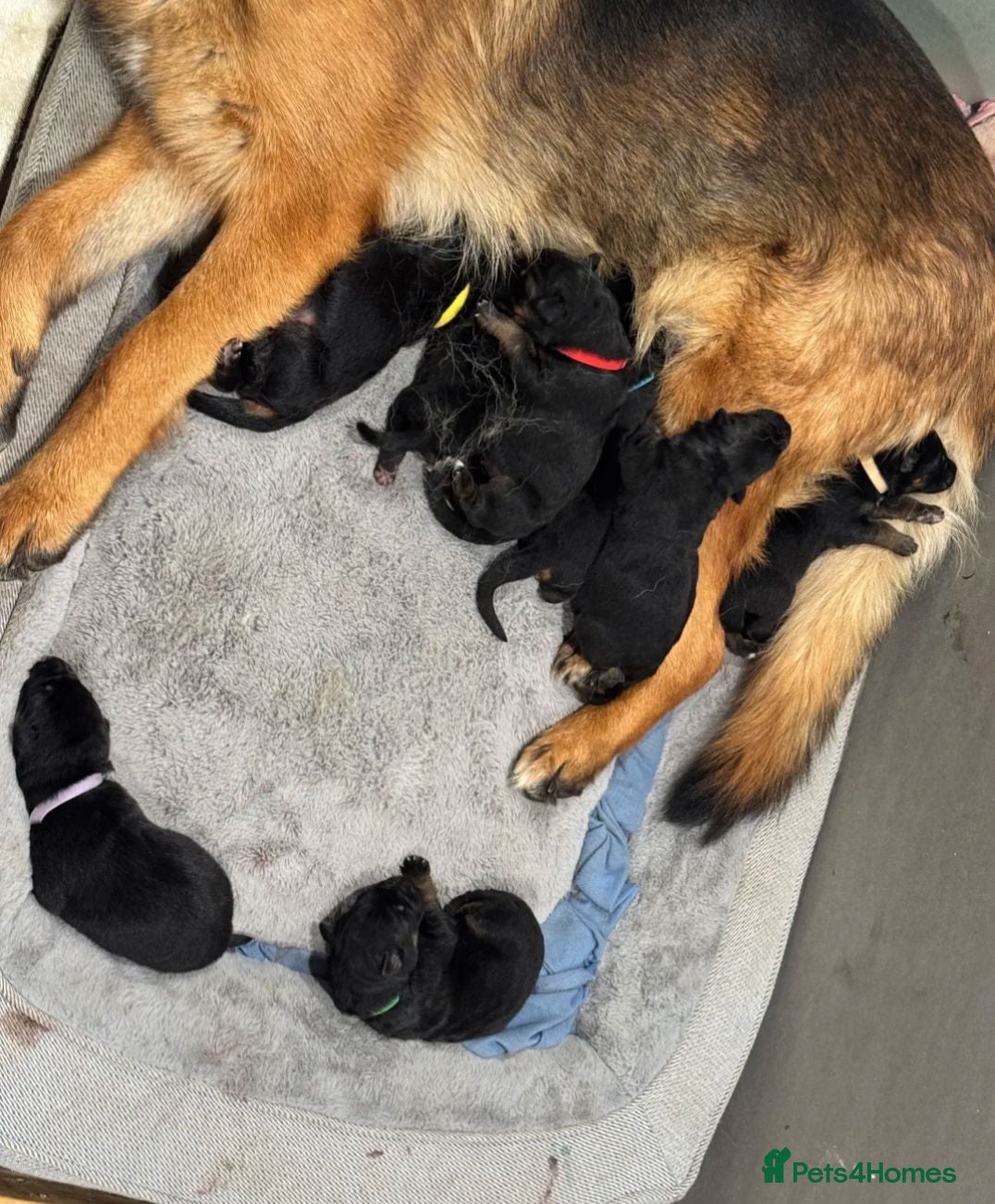 German Shepherd dogs Blood champions german shepherd puppies  - Advert 1