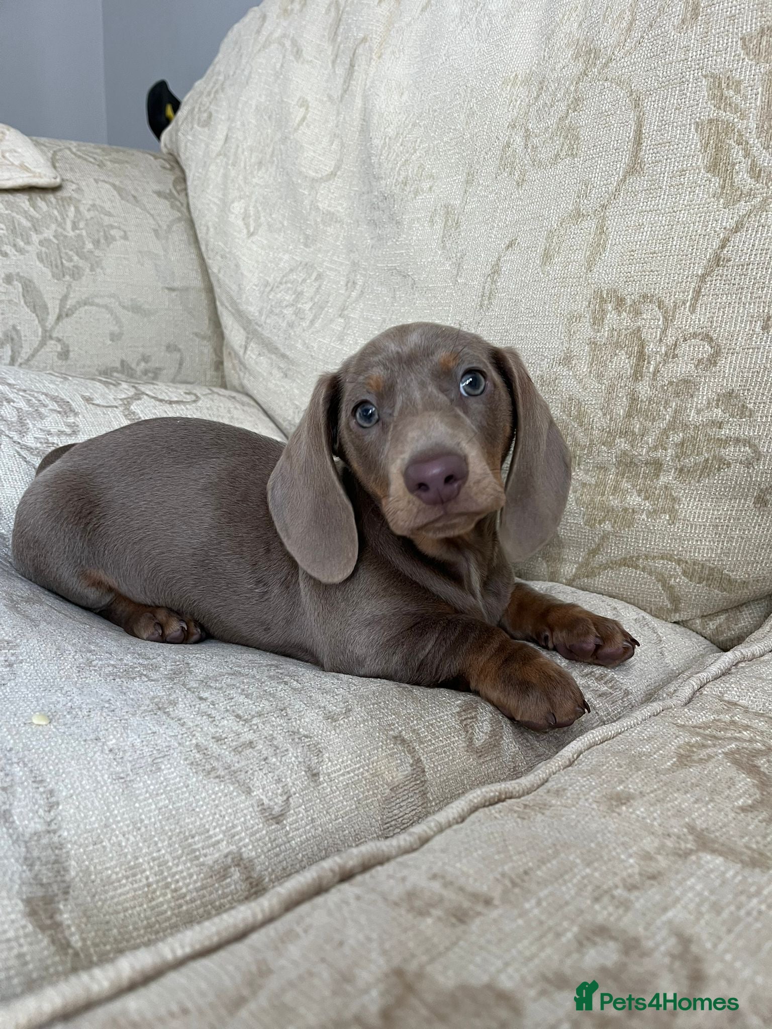 Dachshund dogs Dachshund (Boy) - Advert 2