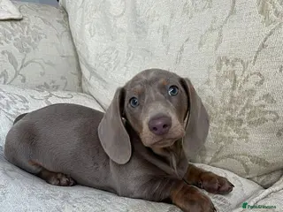 Dachshund dogs Dachshund (Boy) - Advert 6