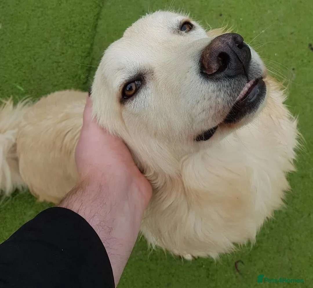 Mixed Breed dogs for adoption: Travis is looking for his perfect family x in Ayr - Advert 7