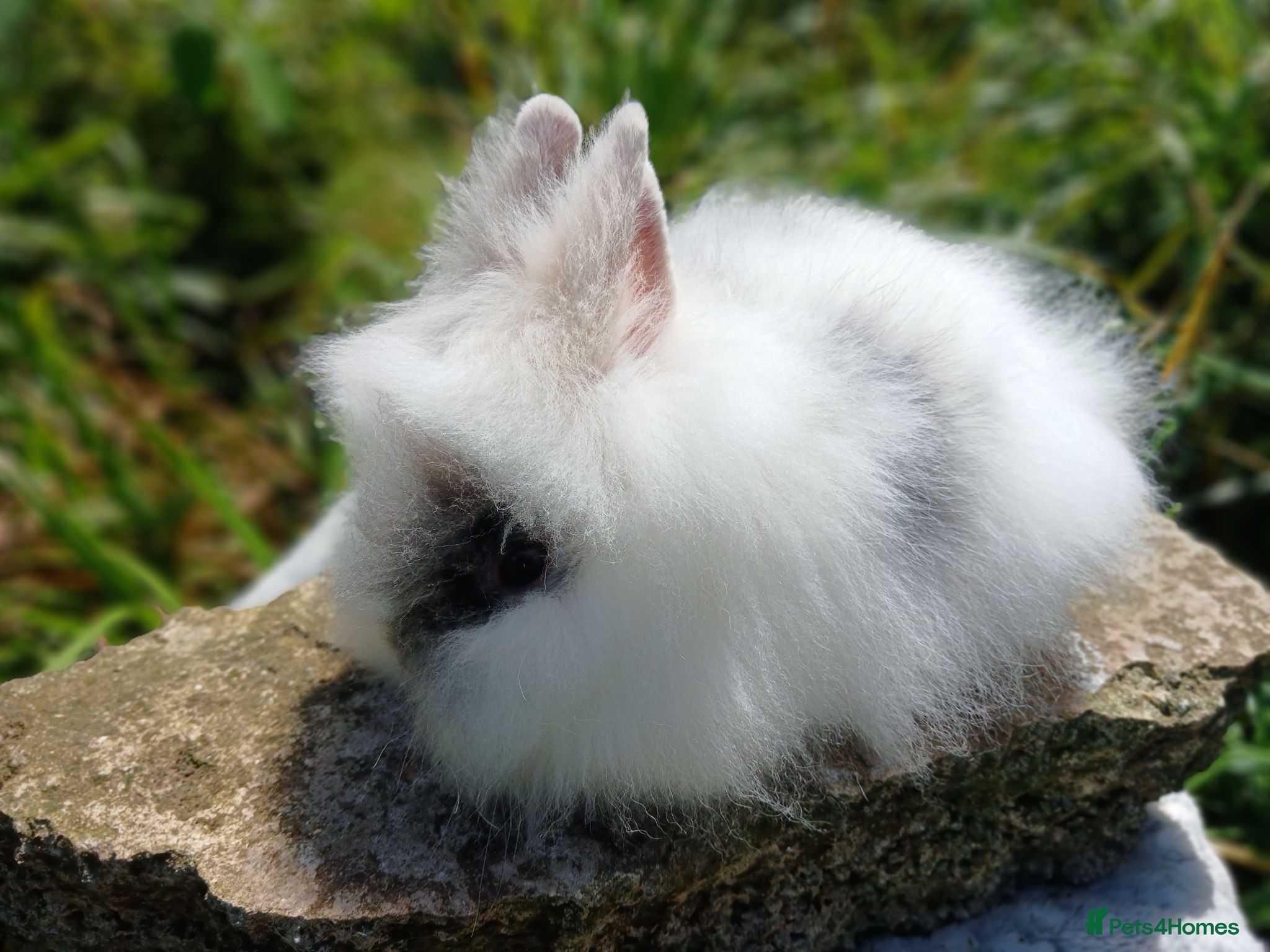 Lionhead rabbits Stunning DM lionhead baby rabbits - Advert 5