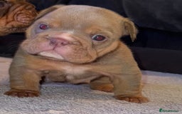 English Bulldog dogs for sale: English bulldog puppies - Image 3
