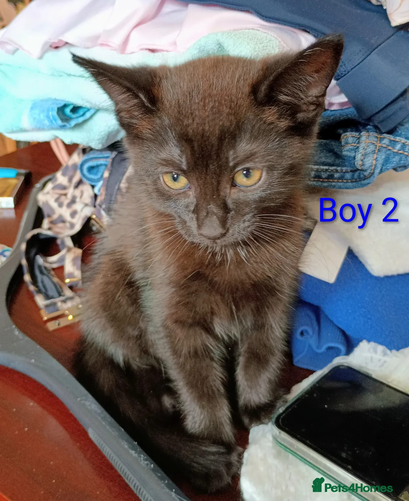 Mixed Breed cats Beautiful Ragdoll Mix kittens looking for new home - Advert 1