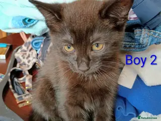 Mixed Breed cats Beautiful Ragdoll Mix kittens looking for new home - Advert 1