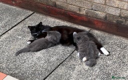 British Longhair cats for sale: Fluffy Grey British Longhair Kittens - Image 9
