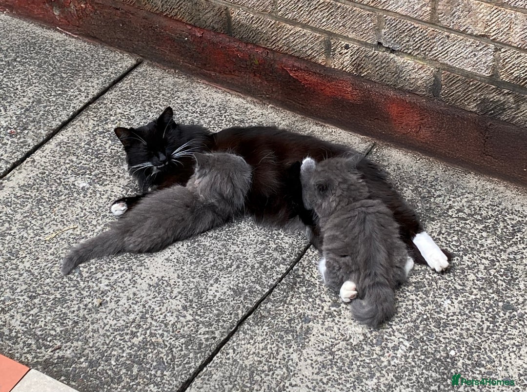 British Longhair cats for sale: Fluffy Grey British Longhair Kittens - Image 9