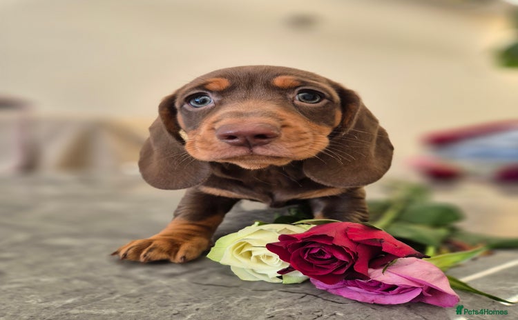 Dachshund dogs - Advert 3
