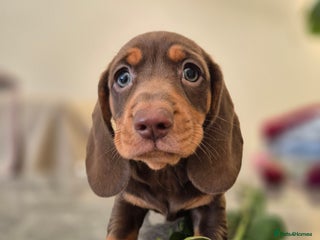 Dachshund dogs - Advert 6
