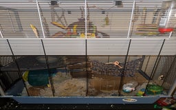 Rat rodents for sale: Male Albino Dumbo Rats – Cage, Food & Accessories - Image 2