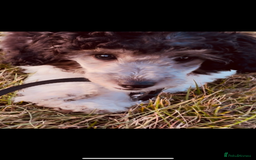 Toy Poodle dogs for sale: Female rare tri toy poodle female - Image 2