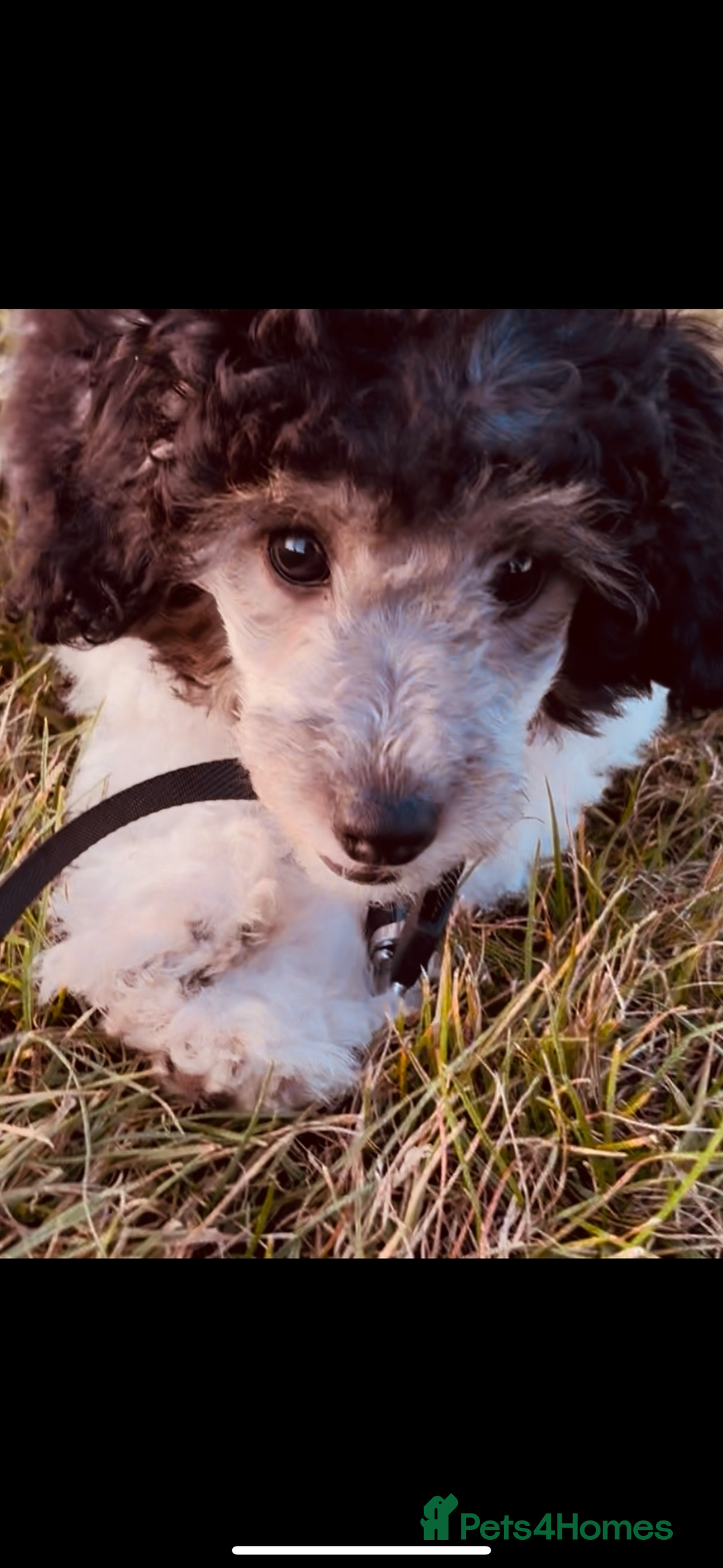 Toy Poodle dogs for sale: Female rare tri toy poodle female - Image 2