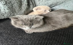 Scottish Fold cats for sale: Scottish fold kittens for sale  - Image 15