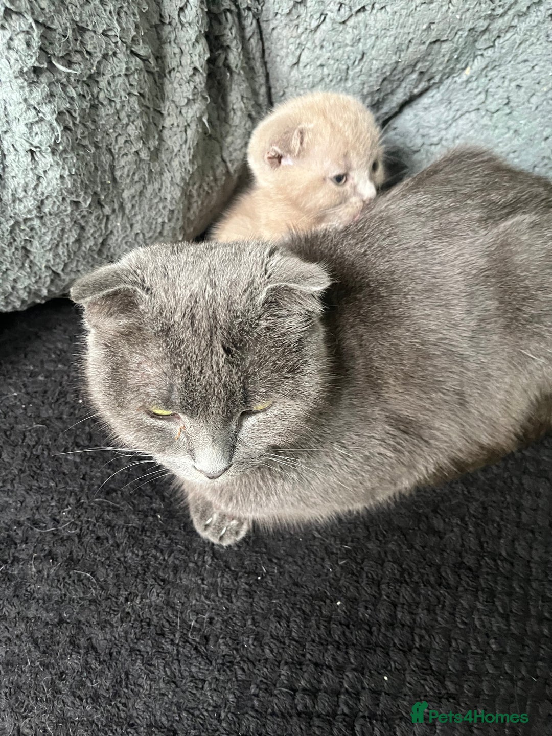 Scottish Fold cats for sale: Scottish fold kittens for sale  - Image 15