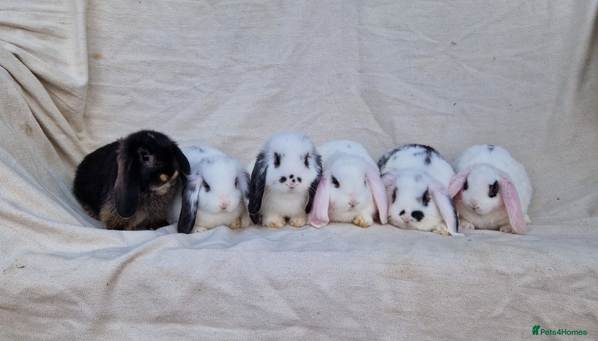 Mini Lop rabbits Mini lop baby rabbits - Advert 1
