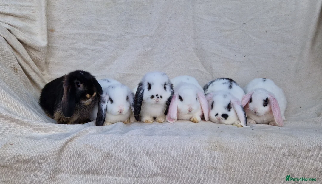 Mini Lop rabbits for sale: Mini lop baby rabbits - Advert 1