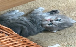 Persian cats for sale: Himalayan Persians - Image 13