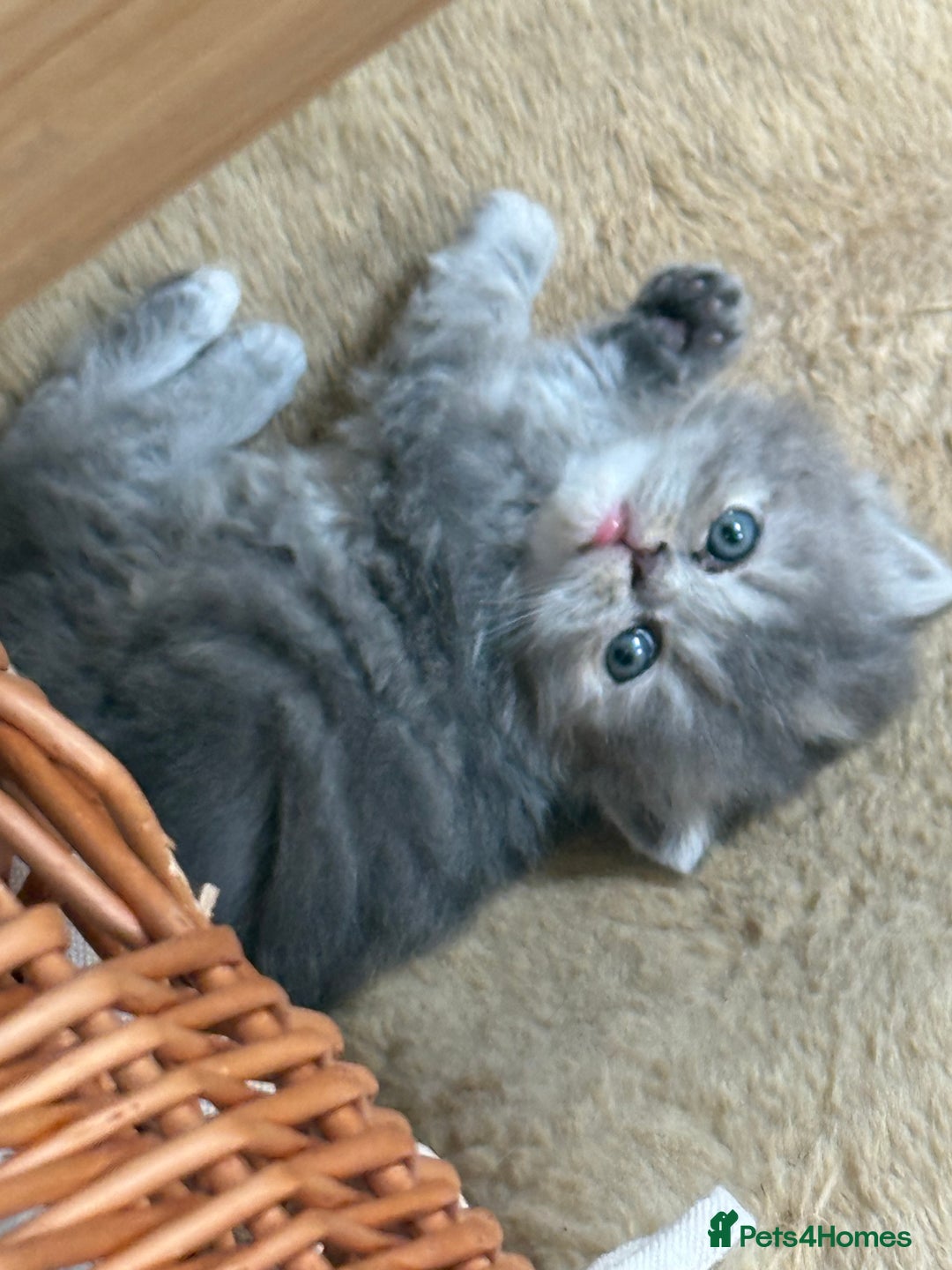 Persian cats for sale: Himalayan Persians - Image 13