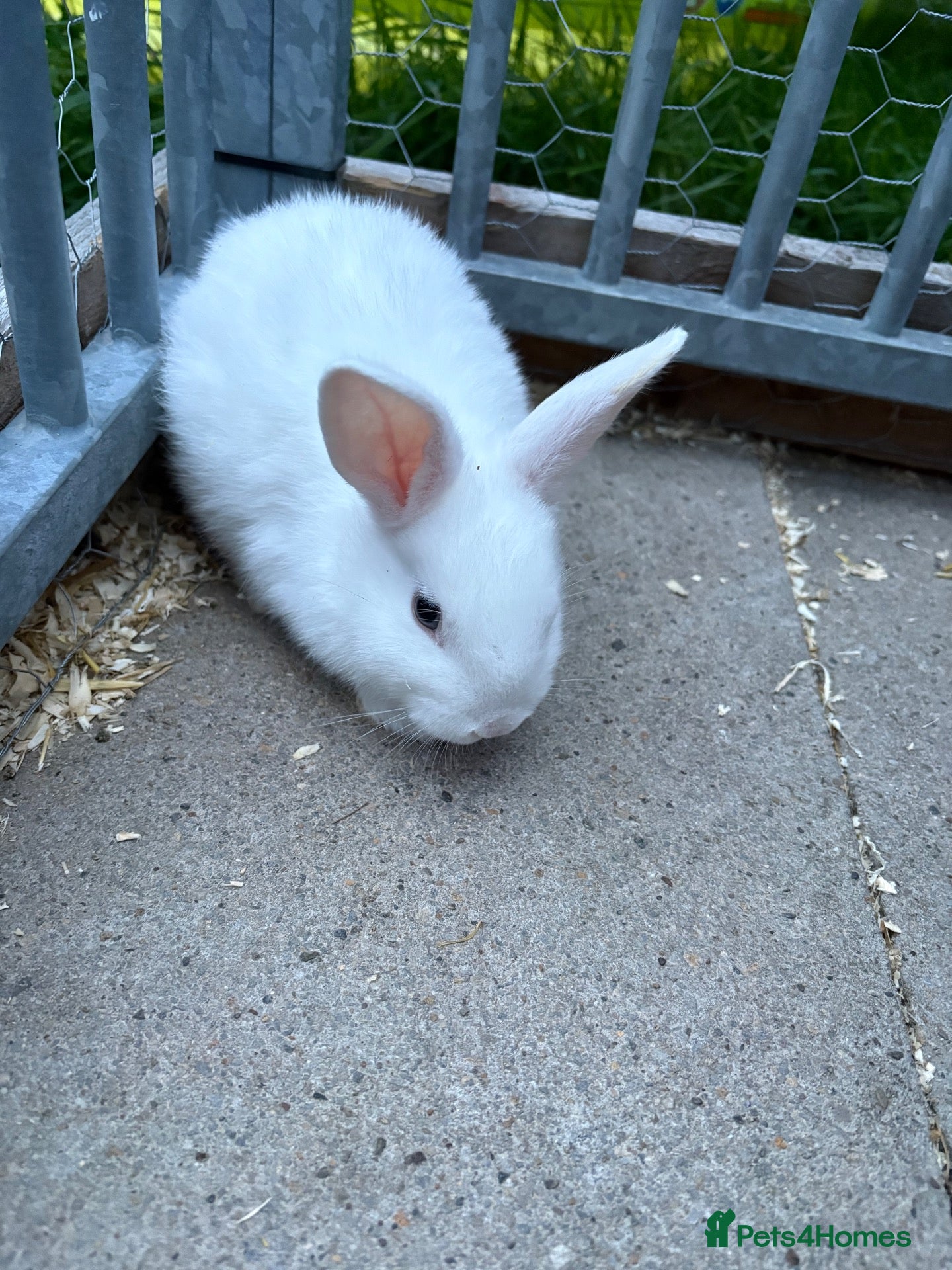 Netherland Dwarf rabbits 2 dwarf rabbits - Advert 4
