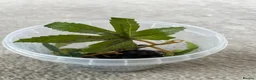 Gecko reptiles for sale: Baby Mourning Geckos - Advert 3