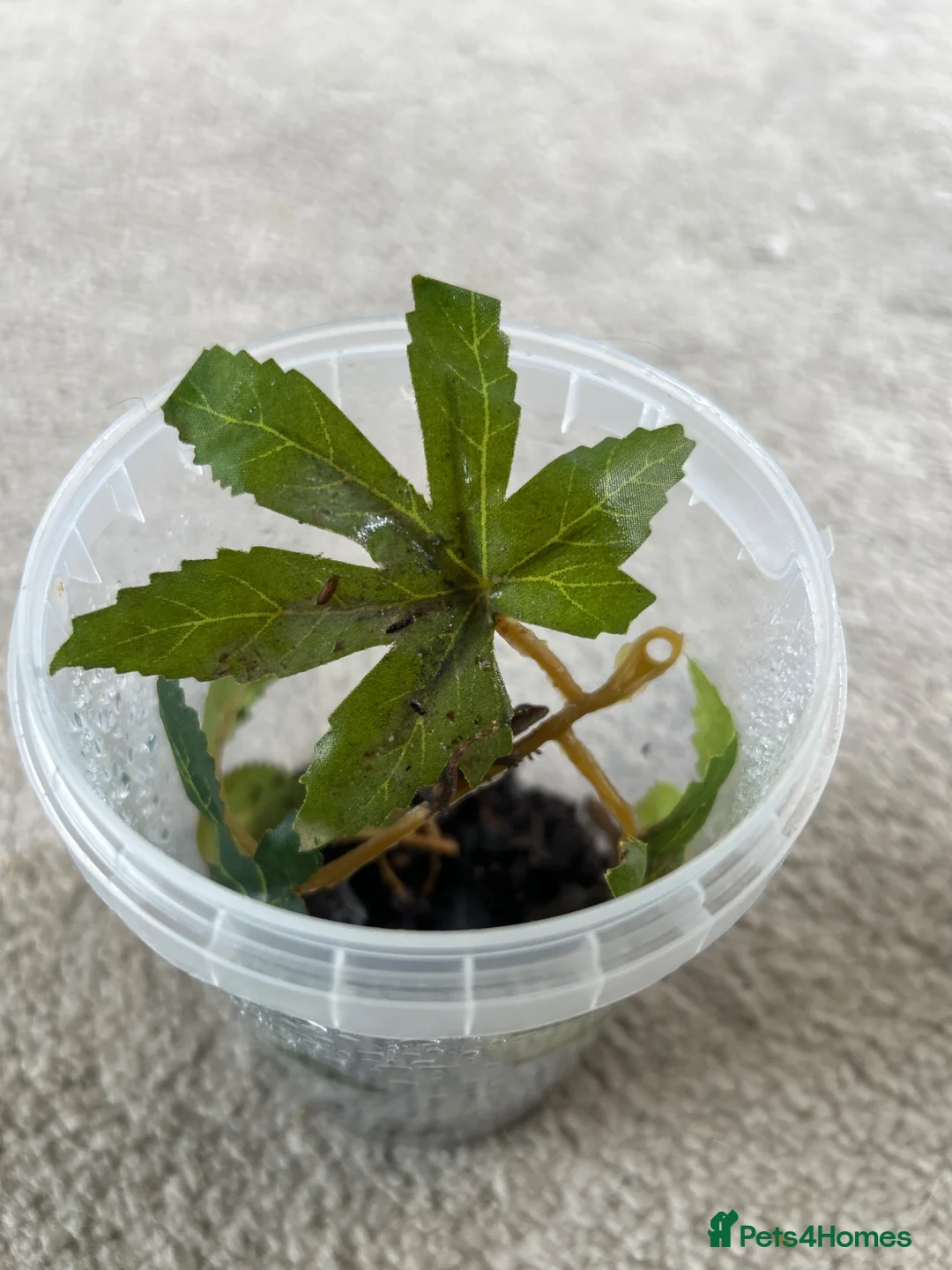 Gecko reptiles for sale: Baby Mourning Geckos - Advert 3