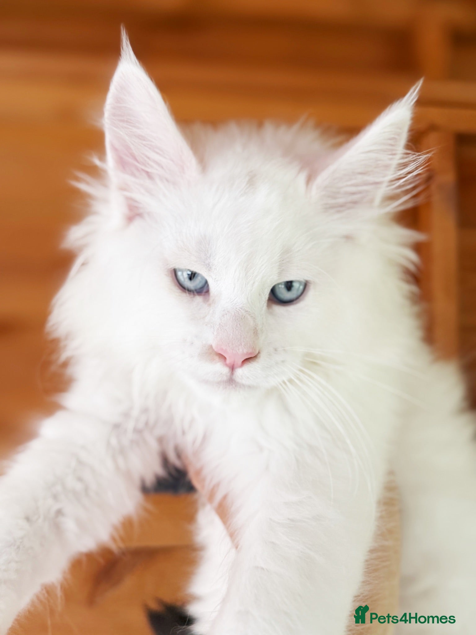 Maine Coon cats We have 1 white blue eyed boy available .  - Advert 1