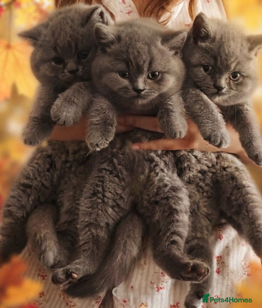 British Shorthair cats British Shorthair Kittens - Advert 2