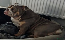 English Bulldog dogs for sale: Epic bullyz bulldog stella - Advert 9