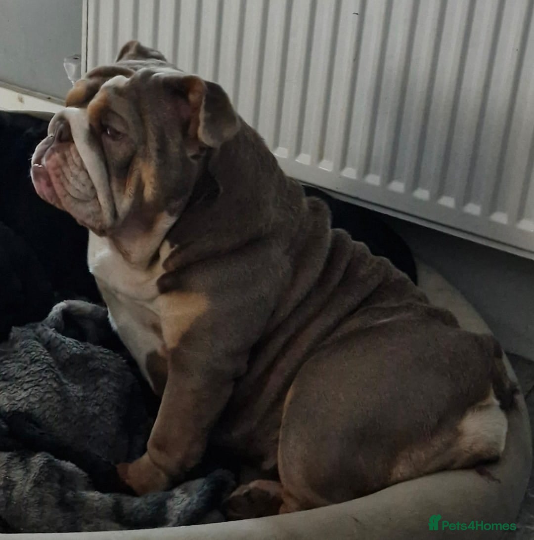 English Bulldog dogs for sale: Epic bullyz bulldog stella - Advert 9