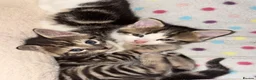 Mixed Breed cats for sale: Beautiful kitten 3 males and 3 females in Harlow - Advert 9