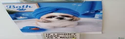 Shih Tzu dogs for stud: Beautiful 3yr old male shitzu for stud - Advert 5