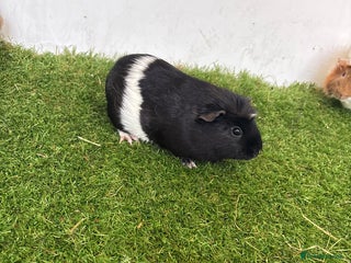Guinea Pig rodents Female baby guinea pigs - Advert 5