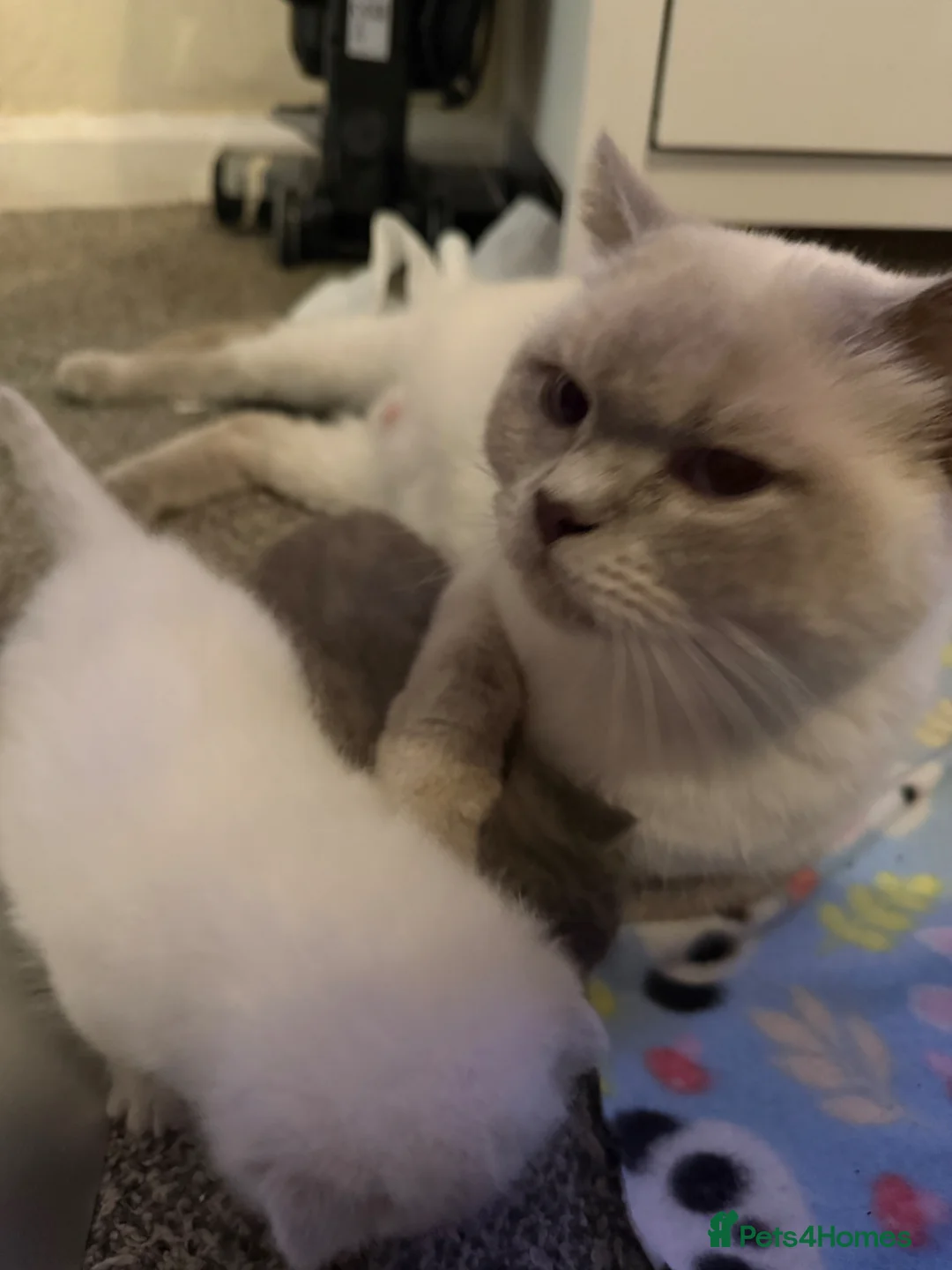 British Shorthair cats for sale: Gorgeous kittens  - Advert 2