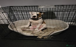 Mixed Breed dogs for sale: Marley American bull  - Image 2
