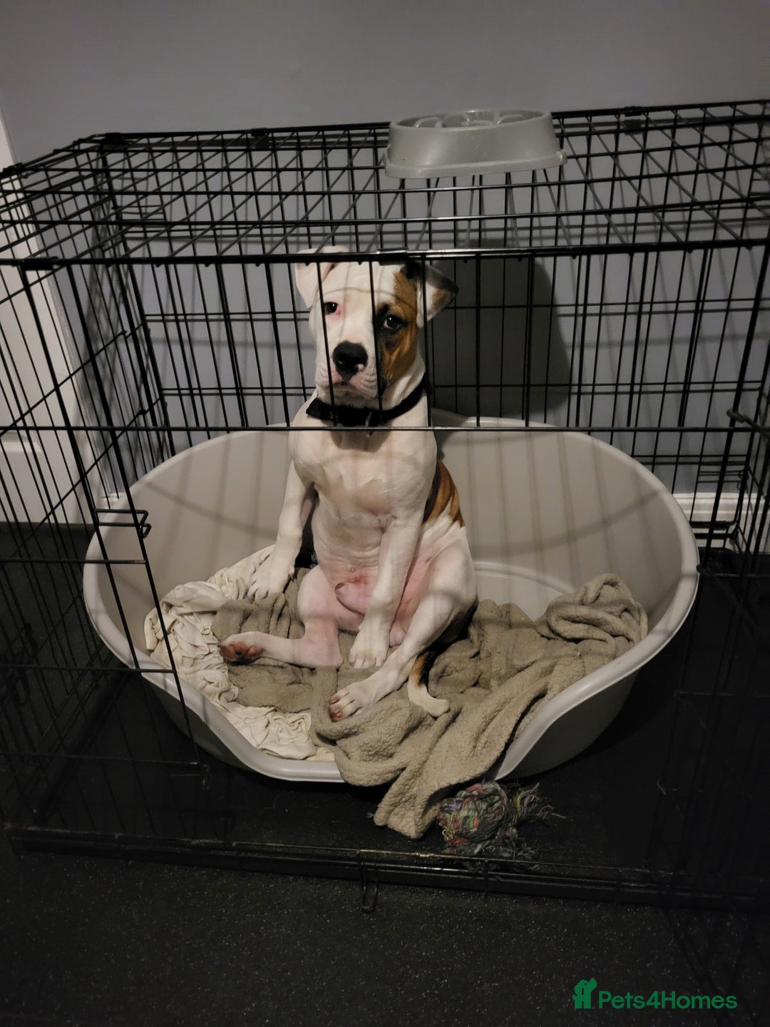 Mixed Breed dogs for sale: Marley American bull  - Image 2