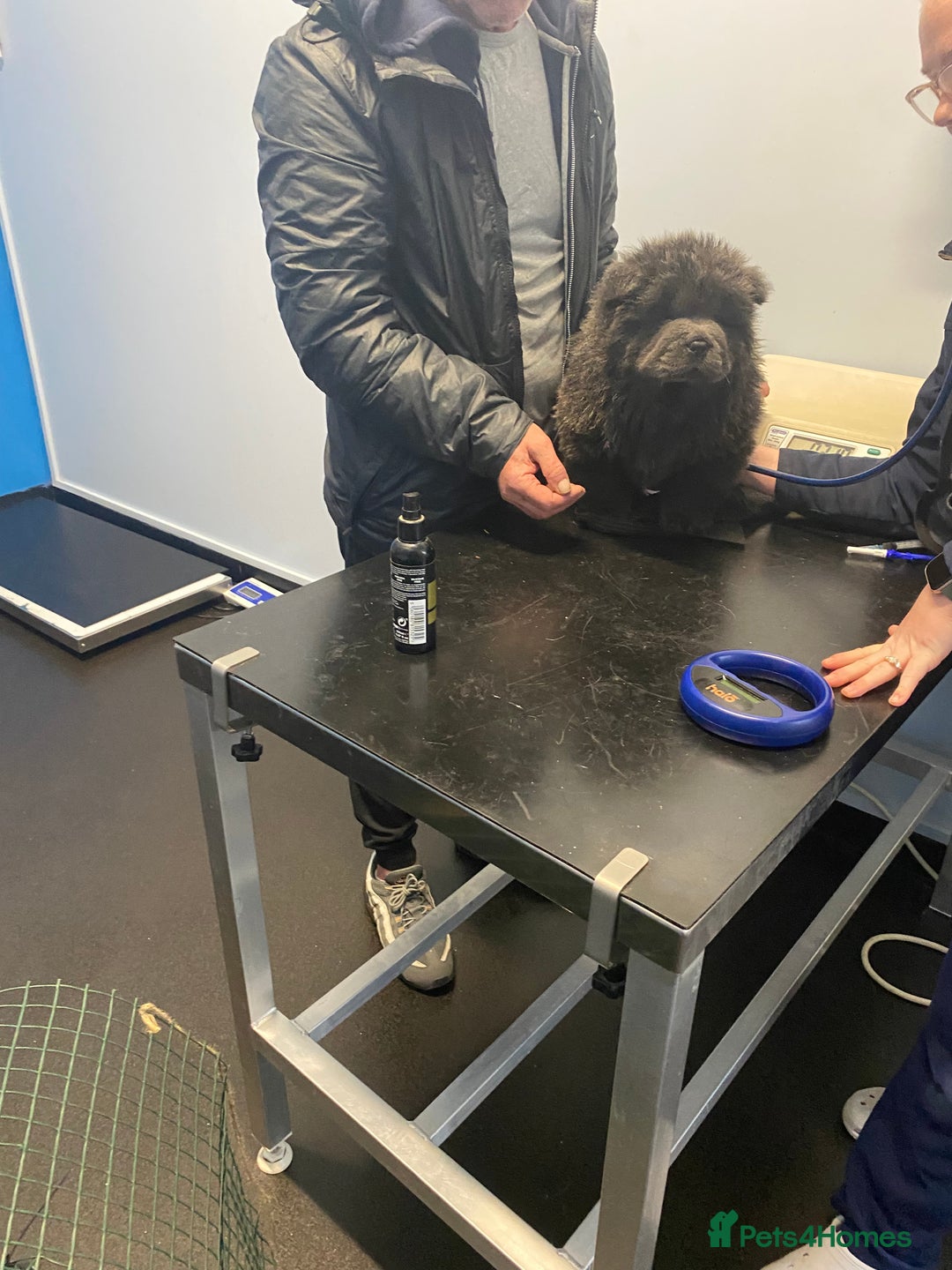 Chow Chow dogs for sale: Stunning Chow chow pups ready for new homes  - Advert 3