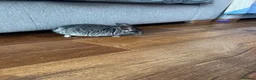 Chinchilla rodents for sale: Baby chinchillas - Advert 7