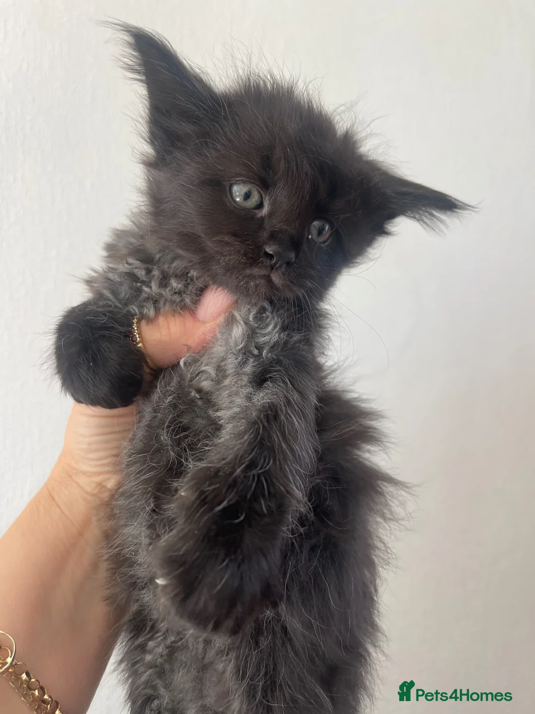 Maine Coon cats for sale: Maine Coon boy - Advert 1