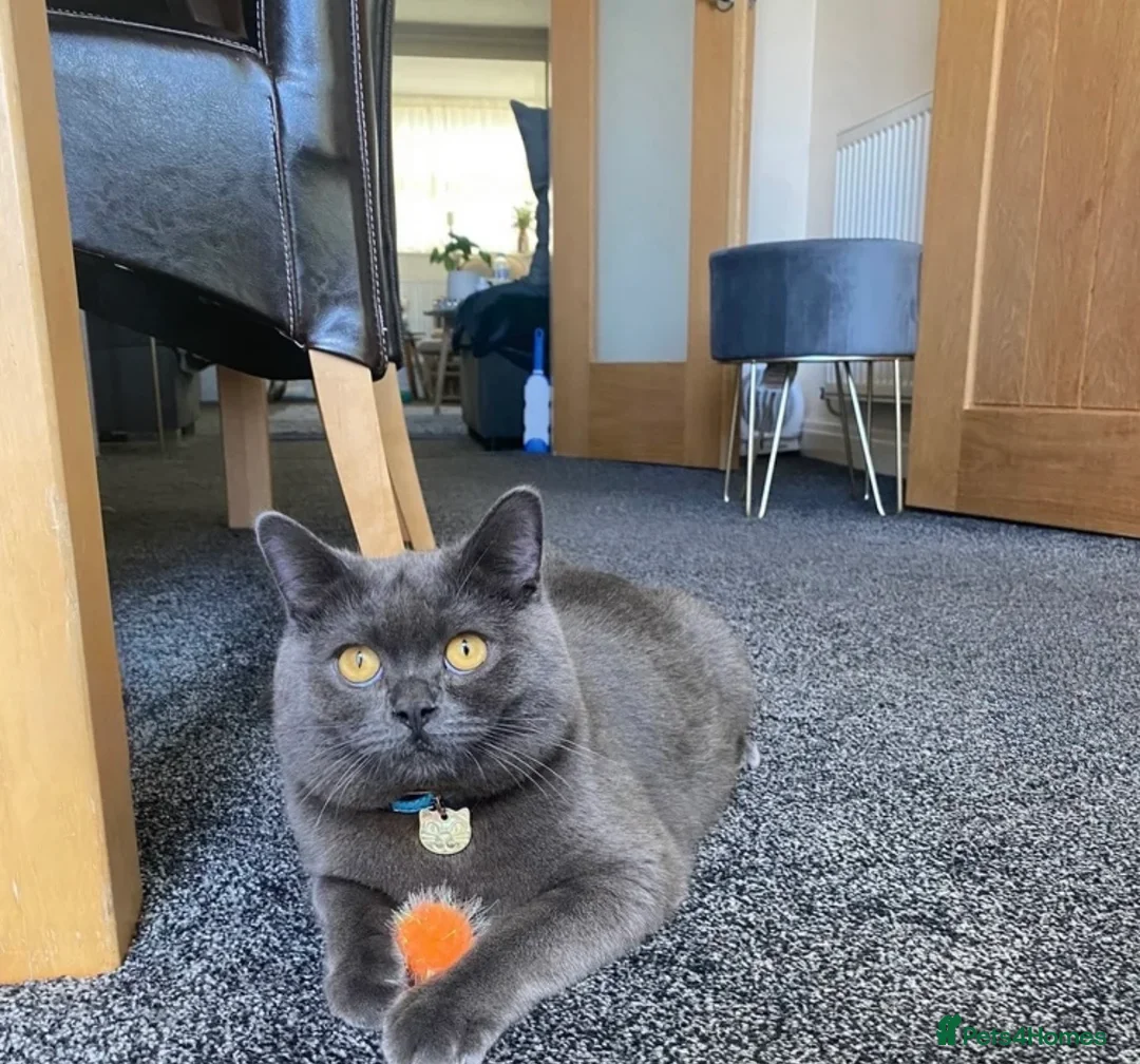 British Shorthair cats for sale: British shorthair kittens  - Advert 19