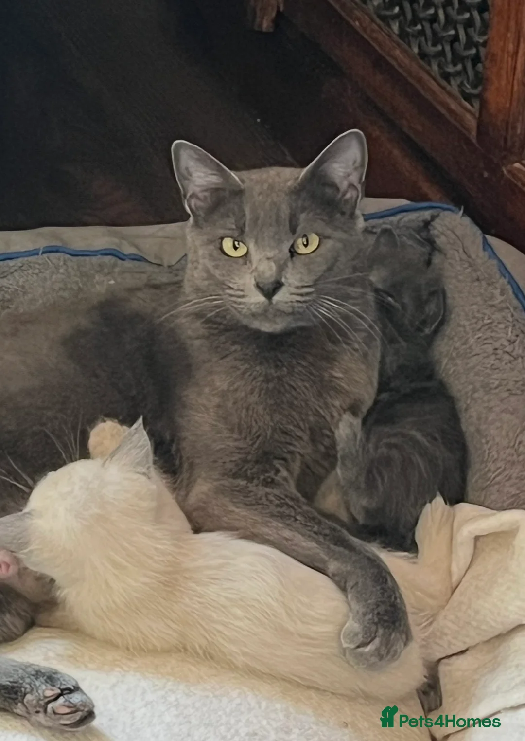 Oriental cats for sale: “BEAUTY” SLINKY BLUE/GREY SIAMESE X RAGDOLL KITTEN - Advert 2