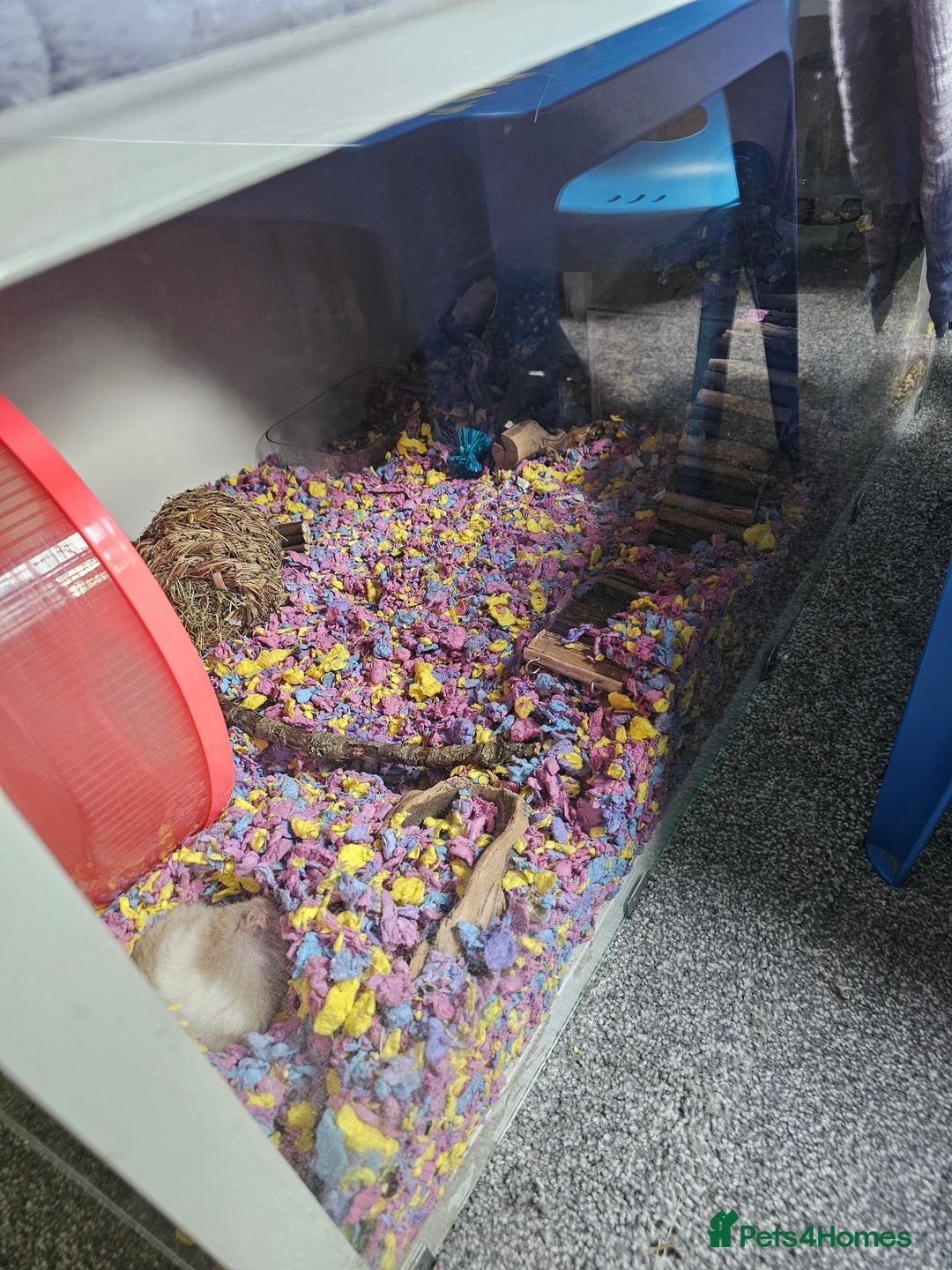 Hamster rodents for sale: Hamster  - Image 1