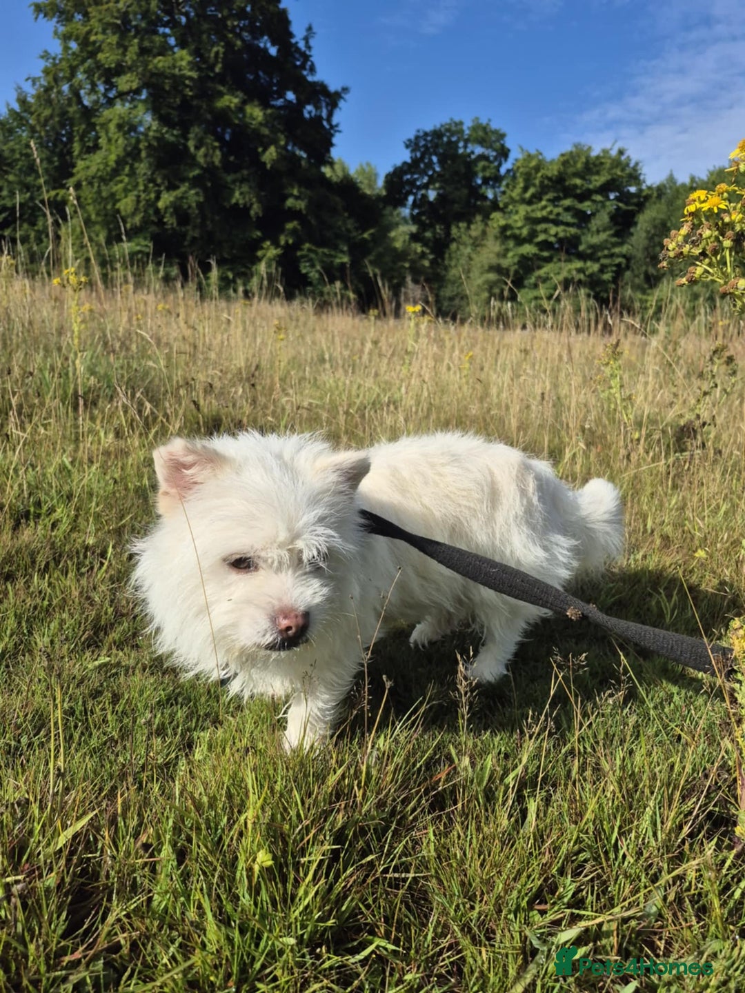 Mixed Breed dogs for adoption: Sonic - Dereham Norfolk  - Image 9