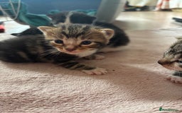 Mixed Breed cats for sale: 3 beautiful kittens available! - Image 6