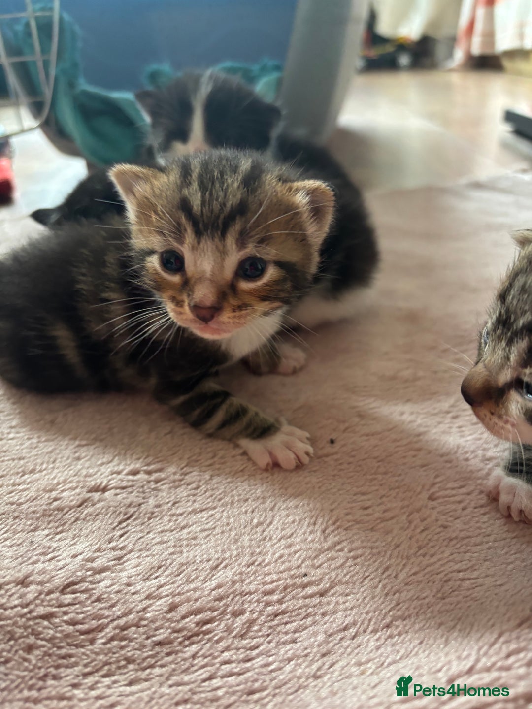 Mixed Breed cats for sale: 3 beautiful kittens available! - Image 6