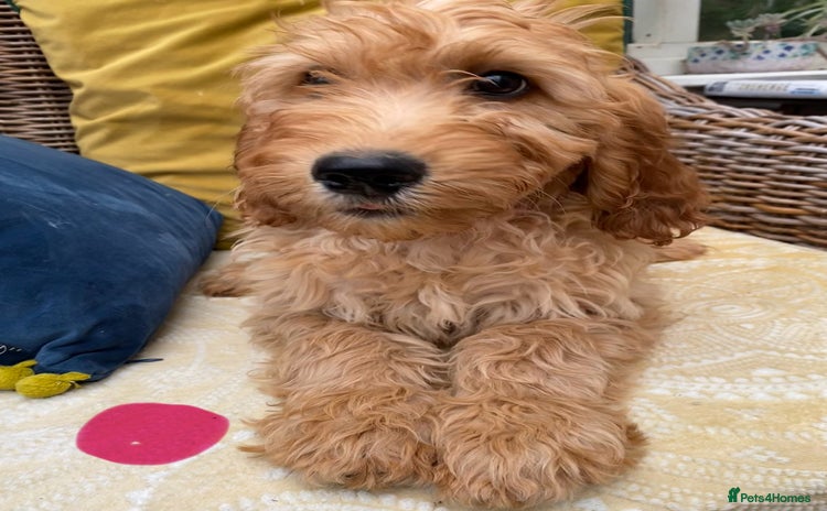 Irish Doodle dogs - Advert 1