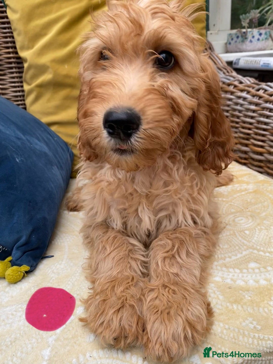 Irish Doodle dogs for sale: F1 Standard Irish Doodle Puppies  - Image 1