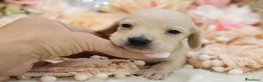 CREAM