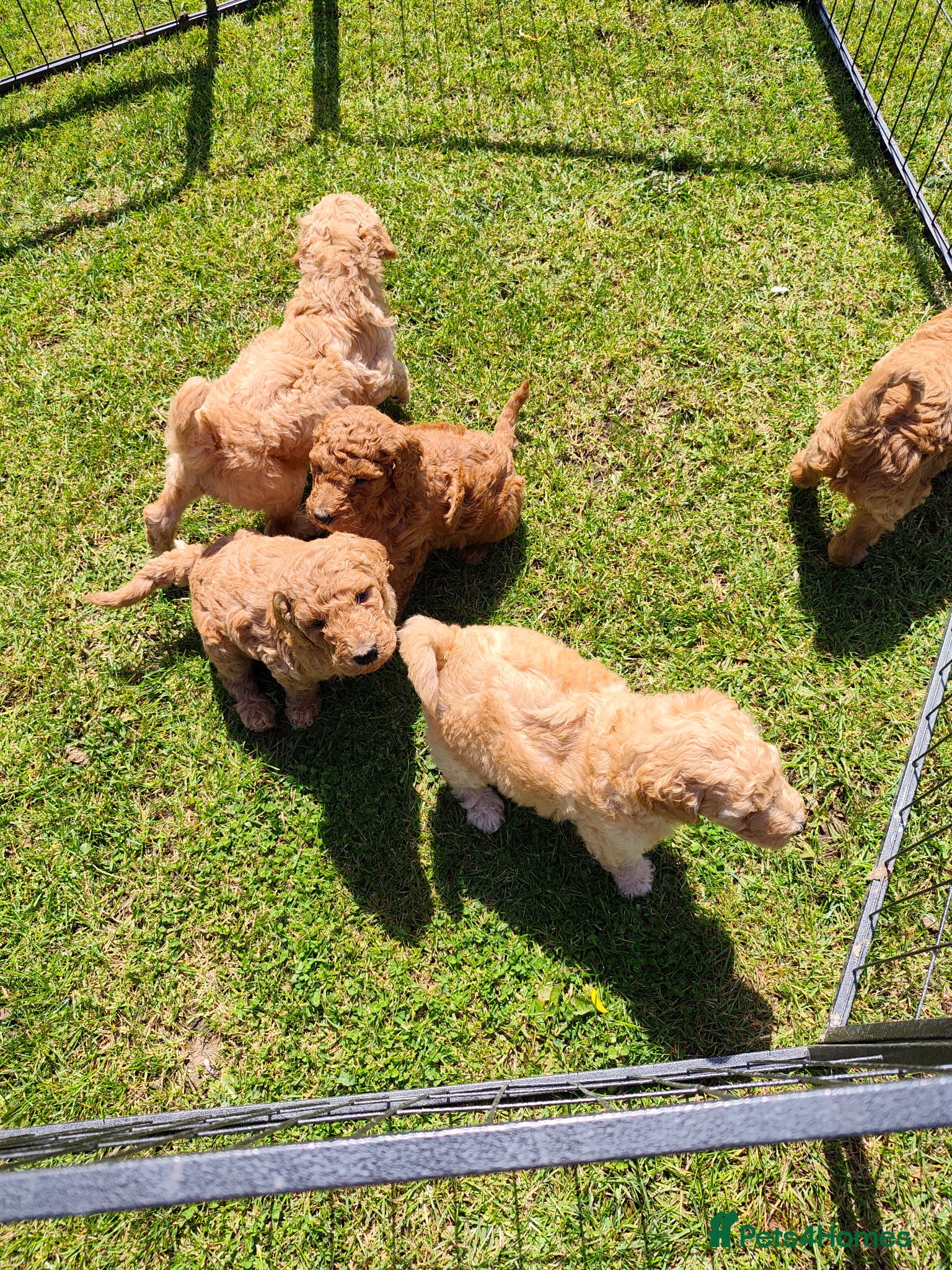 Labradoodle dogs 🐾 Beautiful Red Labradoodle Puppies – 5 Boys  🐾 - Advert 2