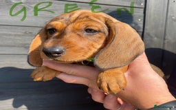 Miniature Dachshund dogs for sale: Quality Dachshund puppies - Image 19